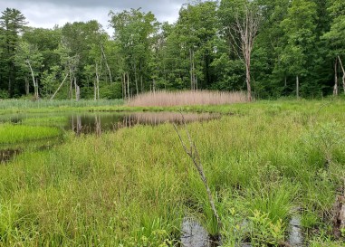 🥾 Backbone Trail – Finger Lakes National Forest, Hector